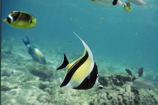 Glass-Bottom Boat Reef Tour - Customer Feedback and Reviews