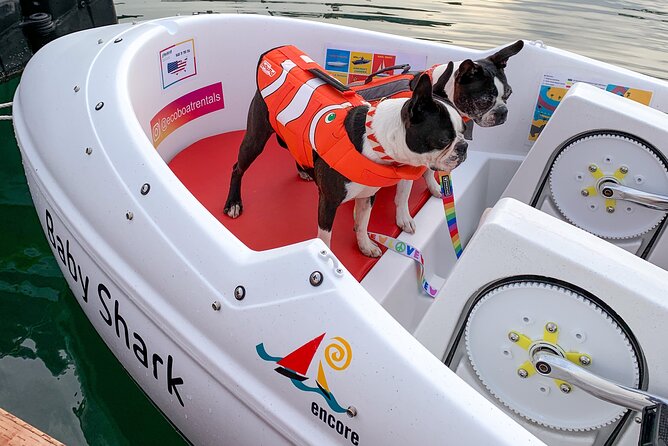 Glow Nightime Pedal Boat Rental in San Diego Bay - Accessibility and Participation