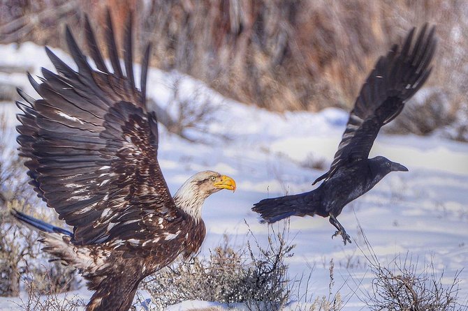 Grand Teton and National Elk Refuge Winter Wonderland Full Day Adventure - Booking Information and Policies