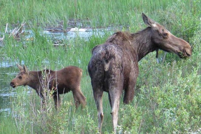 Grand Teton National Park - Full-Day Guided Tour From Jackson Hole - Exploring Mormon Row Barns