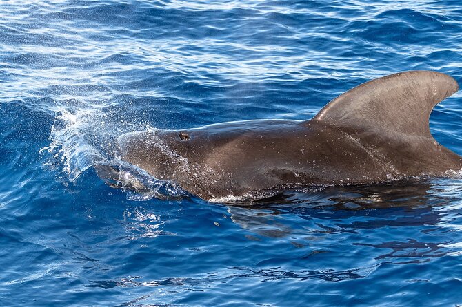 Guaranteed Dolphin and Whale Watch Tour in Kona - Expert-Led Excursion