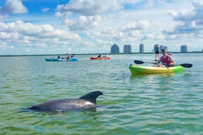 Guided Island EcoTour: CLEAR/Standard Kayak, SUP - Bonita Springs - Seeing Wildlife