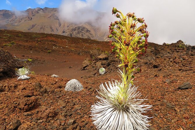 Haleakala Sunrise Best Self-Guided Bike Tour - Included Equipment and Gear