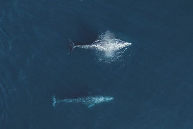 Half-Day Whale Watching Tour From Monterey - Whats Included in the Tour