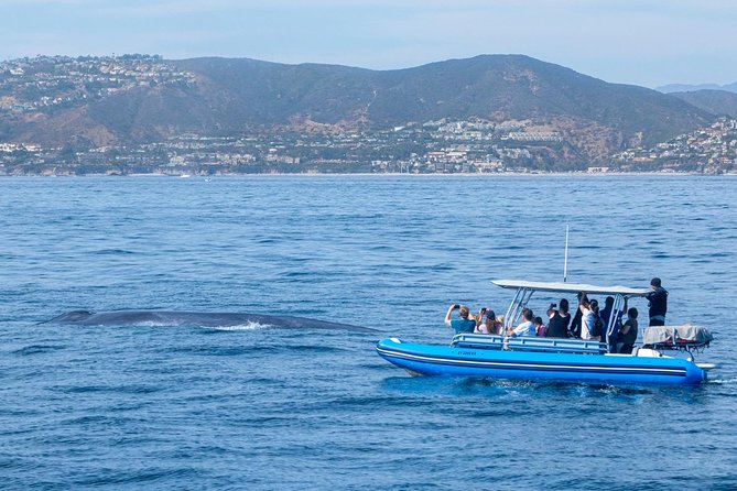 High Speed Zodiac Whale Watching Safari From Dana Point - Marine Life Sightings