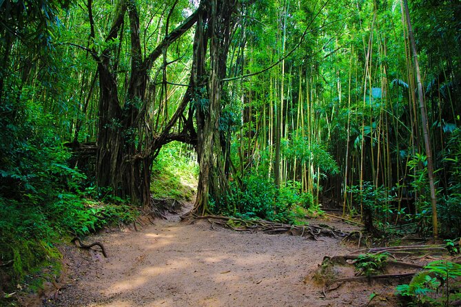 Hike Trail to Waterfall & Nature Walk - Tour Accessibility