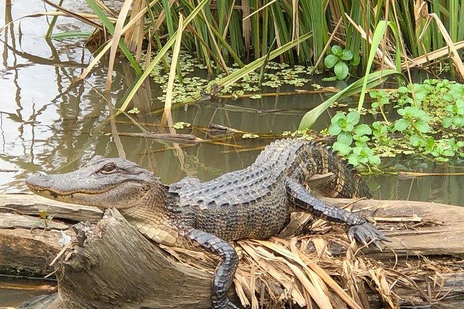Honey Island Swamp Boat Tour With Transportation From New Orleans - The Wetland Ecosystem