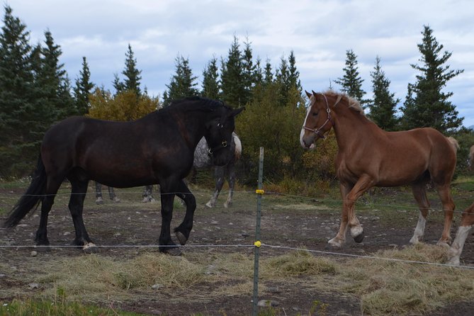 Horse-Drawn Covered Wagon Ride With Backcountry Dining - Customer Feedback and Recommendations