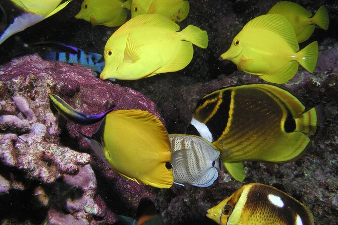 Intro Dive Kaanapali Swim Ability Required - Pricing and Booking