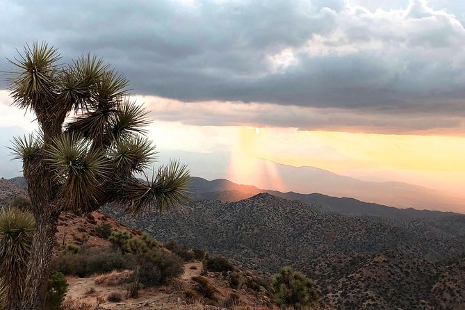 Joshua Tree National Park Scenic Tour - Guides and Their Expertise
