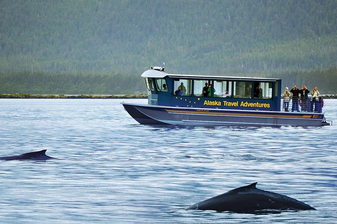 Juneau Whale Watching Adventure - Traveler Reviews and Feedback