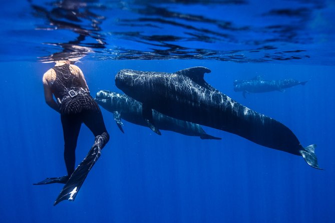 Kaimana Ocean Safari - Customer Reviews and Feedback