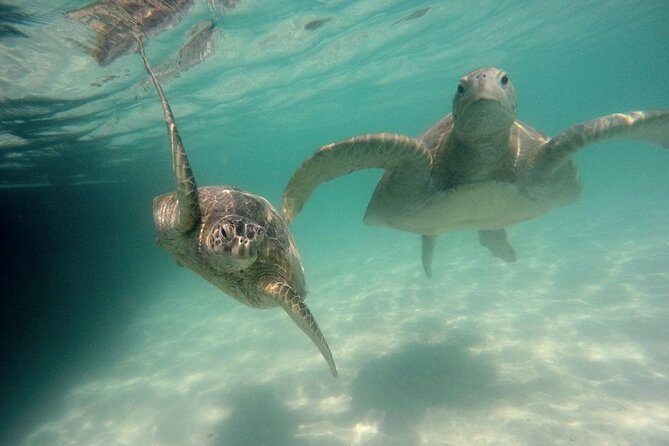 Kaneohe Sandbar Snorkeling Tour, 2nd Tour - Preparing for the Tour