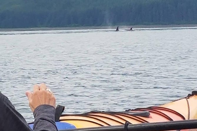 Kayak Tours - Opportunities for Wildlife Sightings