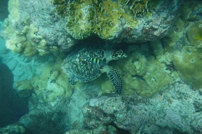 Key West Afternoon Reef Snorkeling With Open Bar - Positive Reviews and Ratings