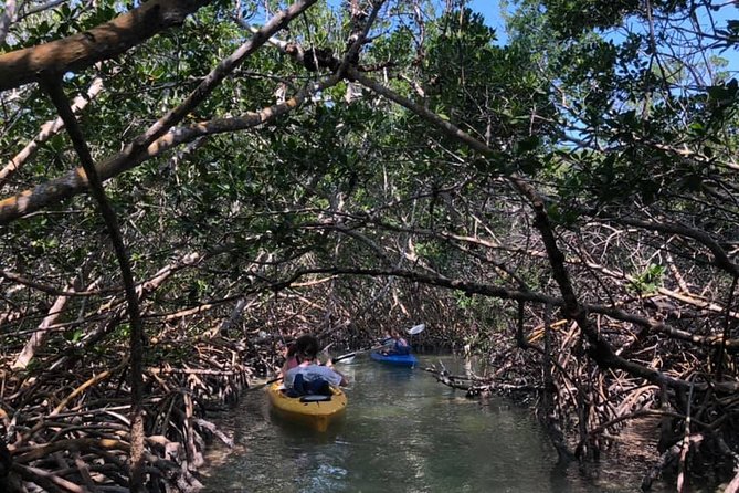Key West Mangrove Kayak Eco Tour - Customer Reviews and Feedback