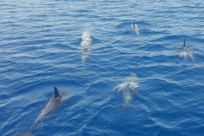 Key West Sunset Sail: Dolphin Watching, Wine, and Tapas - Capturing the Sunset and Dolphin Sightings