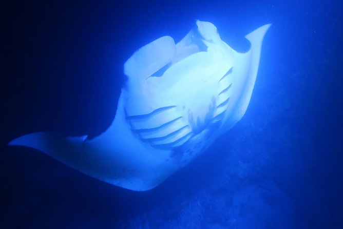 Kona Manta Rays Guaranteed Night Snorkel in Keauhou Harbor - Customer Feedback and Reviews