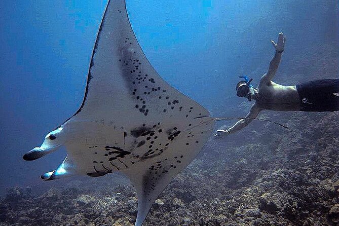 Konas Magical Manta Ray Night Snorkel: Small-Group Eco-Tour - Preparing for Your Manta Ray Adventure