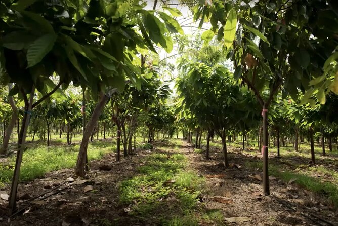 Lahaina: Maui Kuia Estate Guided Cacao Farm Tour and Tasting - Confirmation and Cancellation Policy