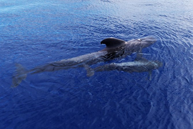 Los Gigantes Whale Watching Charter by Sail Boat - Wildlife Sightings and Activities