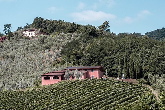Lucca: Wine Tasting Experience - Tenuta Adamo Winery - Vineyard Tour