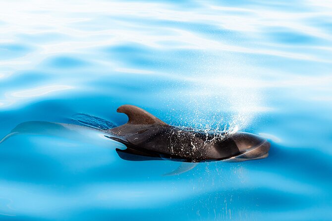 Magic Dolphin Sea Safaris - Health and Safety Considerations