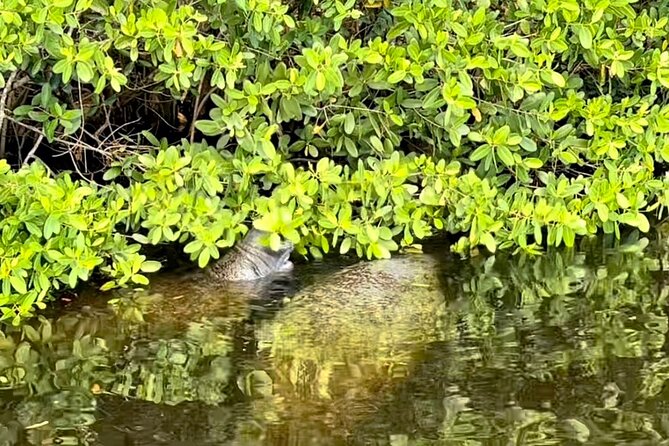 Manatee Sightseeing and Wildlife Boat Tour - Cancellation and Rescheduling Policy
