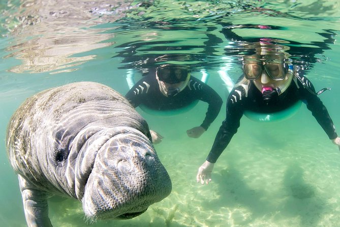 Manatee Snorkel Tour - Small Group - Exploring Crystal River Springs