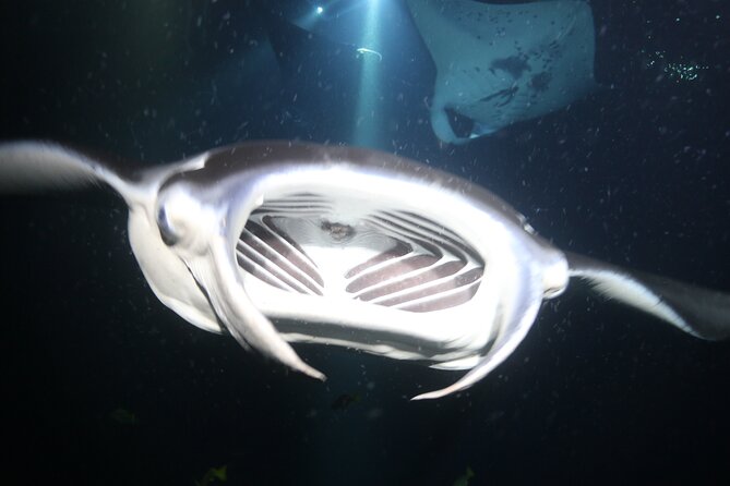Manta Ray Night Snorkel Tour From Kona - What to Expect During the Manta Ray Night Snorkel