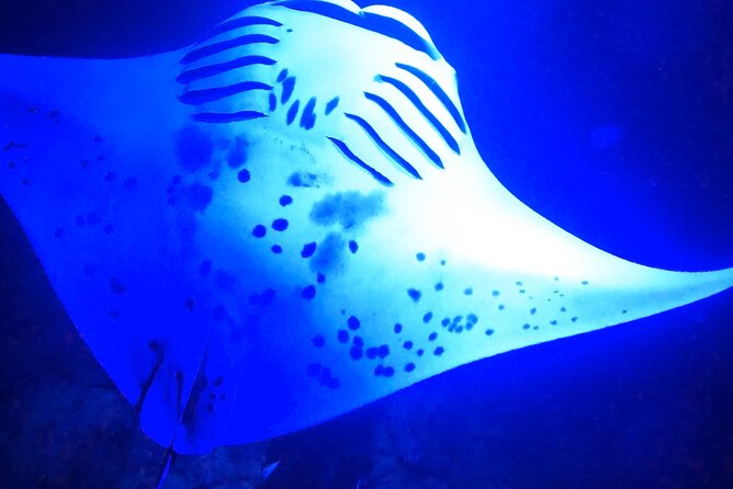 Manta Ray Night Snorkeling Adventure in Kailua-Kona - Comfortable and Informative Tour Guidance