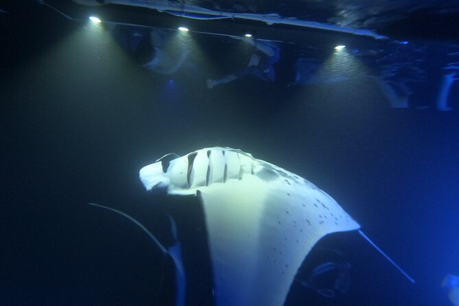 Manta Ray Snorkeling by Night in Kailua-Kona, Hawaii - Manta Ray Guarantee and Refund Policy