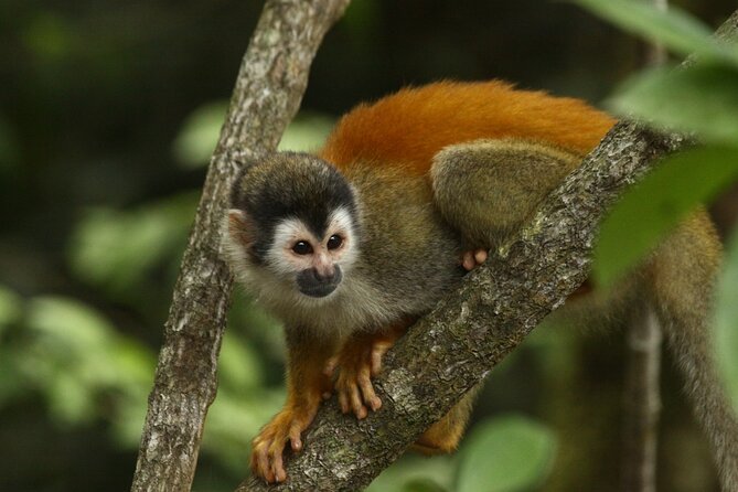Manuel Antonio National Park Tour - Booking and Cancellation Policy