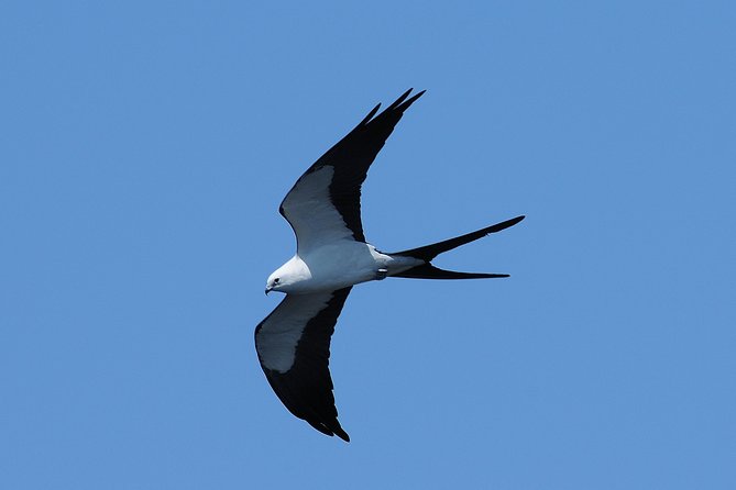 Marco Island 2 Hour Dolphin, Birding and Shelling Tour - Customer Feedback