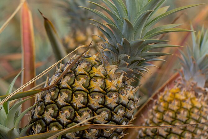 Maui Pineapple Farm Tour in Haliimaile - Booking and Cancellation Policy