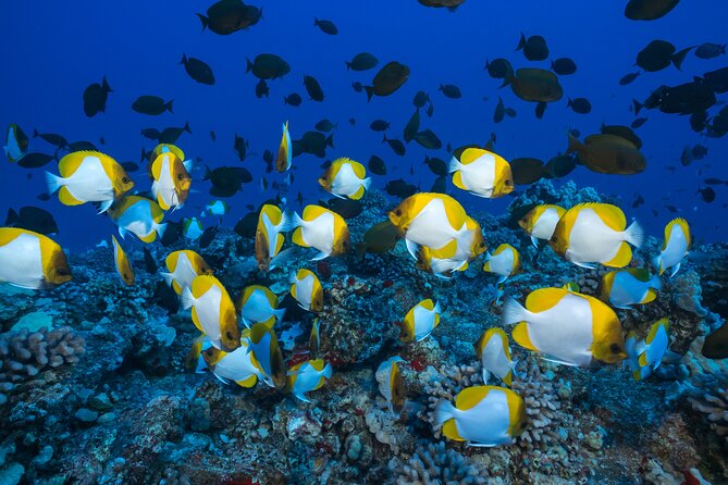 Maui Snorkel & Slide - Customer Experiences and Feedback
