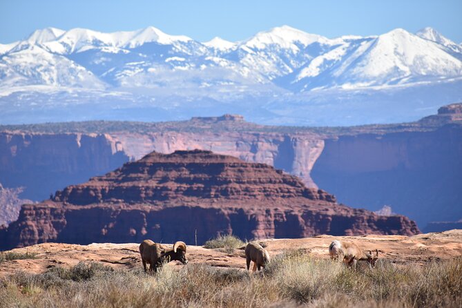 Moab Combo: Colorado River Rafting and Canyonlands 4X4 Tour - Physical Requirements and Recommendations