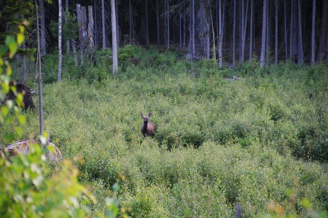 Moose Safari in the Wild Sweden Tiveden - Outdoor Dinner and Campfire