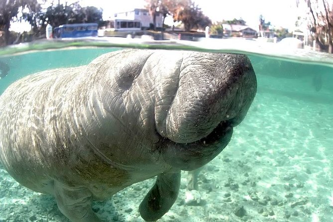 Most Popular 3hr Manatee Swim Tour + In-Water Guide! - Safety Considerations