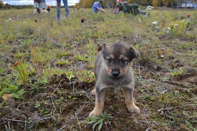 Mush Your Own Sled Dog Team (Summer/Fall Tour) - Interaction With Sled Dogs and Puppies