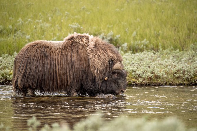 Musk Ox Safari in Dovrefjell National Park From Oppdal - Learning About Local Wildlife and Culture
