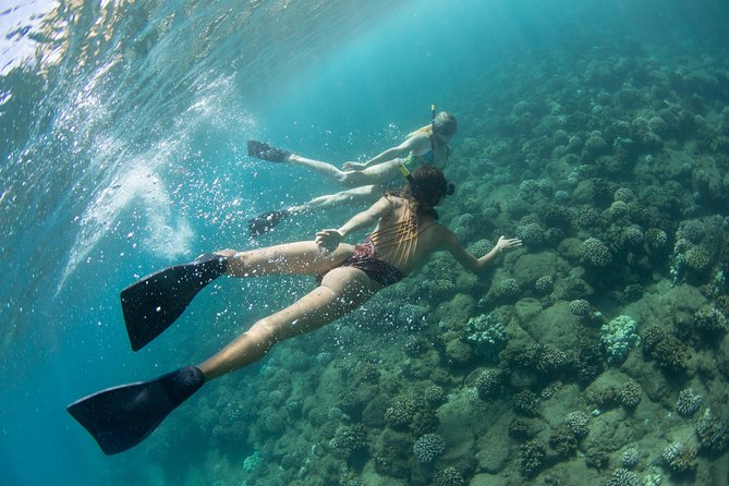Na Pali Coast Kauai Snorkel and Sail - Snorkeling Alongside Marine Life
