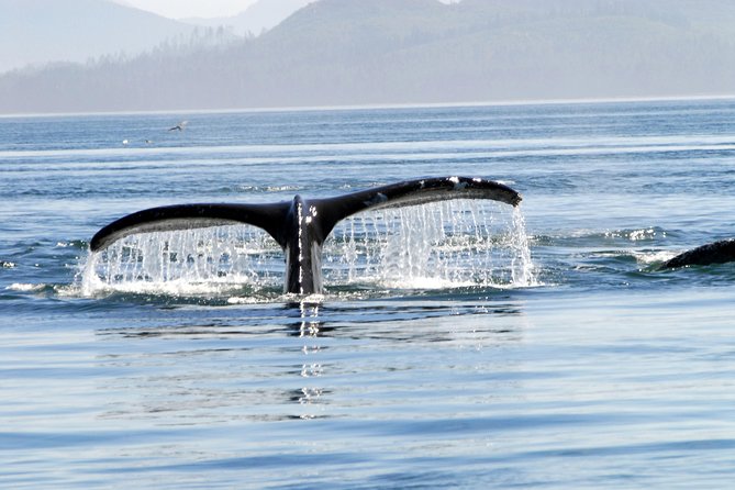 Narrated Whale Watching Cruise With Glacier View Stop - Booking and Cancellation Policy