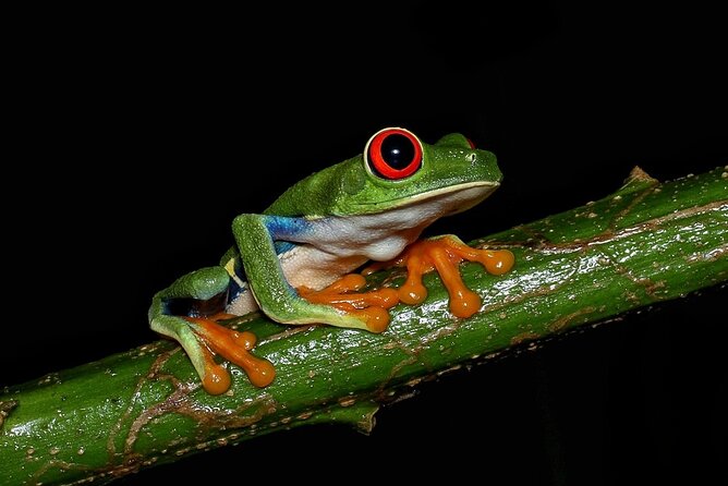 Night Tour La Fortuna - Safety and Accessibility