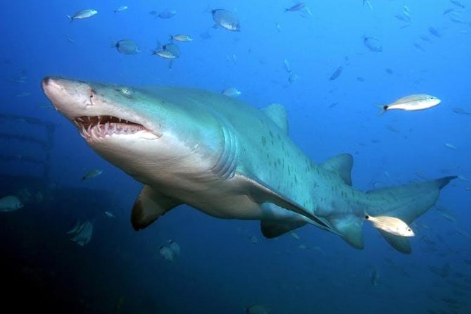 Oahu Shark Dive - Meeting Point and Return