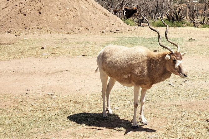 Out of Africa Wildlife Park Admission Ticket - Accessibility and Accommodations