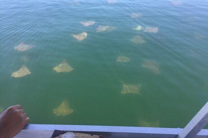 Pensacola Beach Jolly Dolphin Cruise and Scenic Bay Tour - Educational Aspects of the Tour