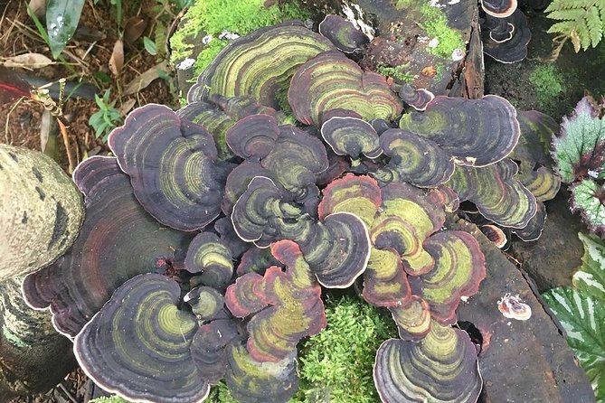 Princeville Botanical Gardens Tour and Chocolate Tasting Ticket - Combining the Garden Tour and Chocolate Experience