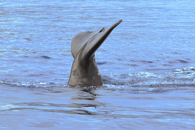 Private Dolphin and Whale Watching Tour in Madeira - What to Expect on the Excursion