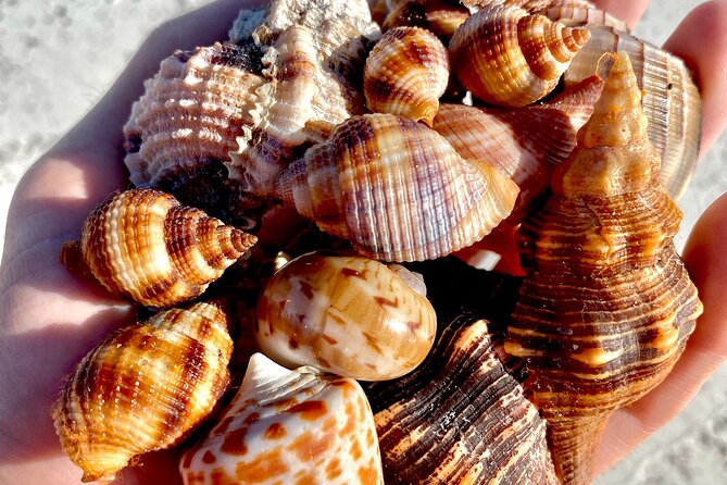 Private Shelling and Dolphin Excursion - Amenities and Inclusions